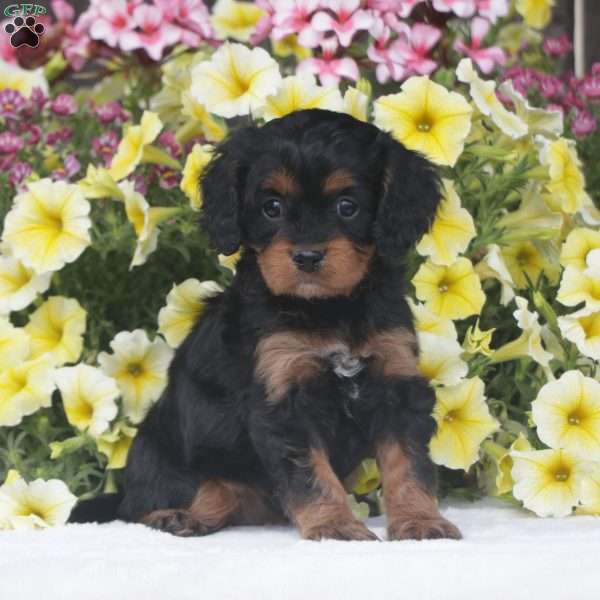 Missy, Cavapoo Puppy